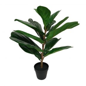 PLANT FICUS LYRATA 13LVS GREEN