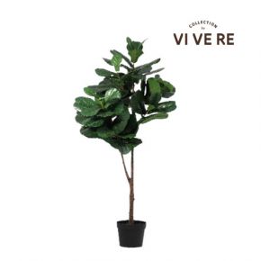 PLANT FICUS LYRATA 44LVS GREEN