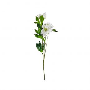 FLOWER HELLEBORES WHITE