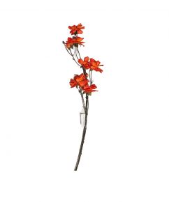 FLOWER COSMOS BUTTERFLY ORANGE