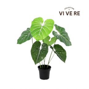 PLANT GIANT ALOCASIA 6LVS