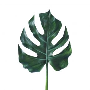 LEAF SPLIT PHILO GREEN 58CM