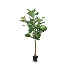 PLANT NEW FICUS LYRATA GREEN 170CM