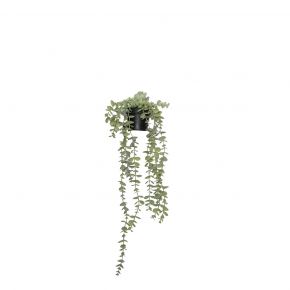 PLANT NEW HANGING SMALL EUCALYPTUS GREEN