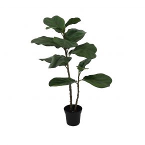 PLANT FICUS LYRATA 14LVS 94CM