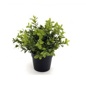 PLANT NEW MURRAYA BONSAI GREEN 24CM