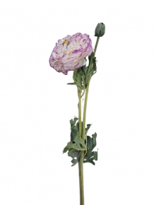 FLOWER RANUNCULUS OPEN L55-WHIPUR LOK